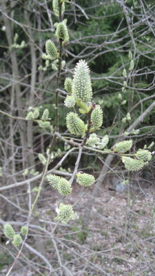 Catkins