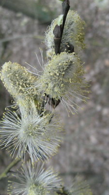 Catkins