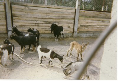 Tallinn Zoo