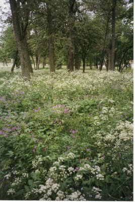 Wild Flowers