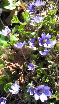 Hepaticas