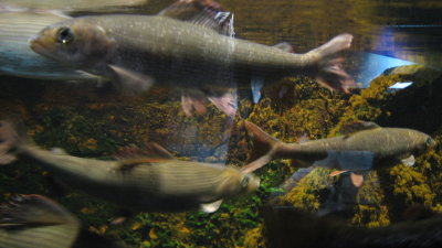 Kotka, Maretarium : 52  indigenous fish species shown in their characteristic habitats in the tank