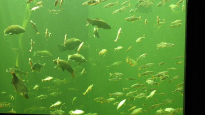 Kotka, Maretarium :  52  indigenous fish species shown in their characteristic habitats in the tank