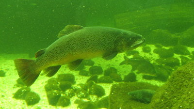 Kotka, Maretarium : 52  indigenous fish species shown in their characteristic habitats in the tank