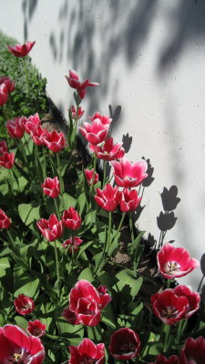 Red Tulips, Black Shadows..