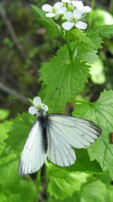 First Butterfly!  (Green-veined White / Pieris napi (lanttuperhonen)