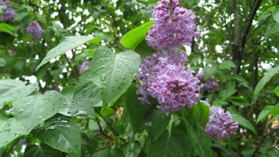 Lilacs in rain