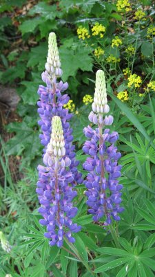 Lupins
