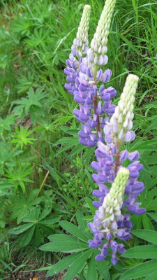 Lupins