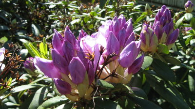 Rhododendrons