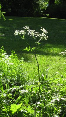 Wild chervils (Anthriscus sylvestris)