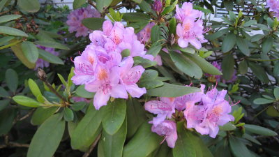 Rhodos