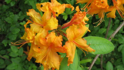 Orange beauties