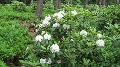 White Azaleas