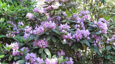 Azalea and Rhododendron Park