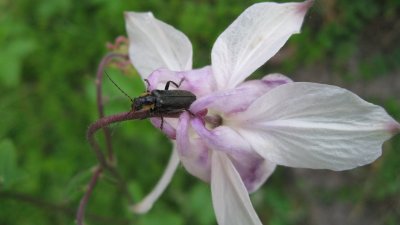 A Strange Visitor on the Columbine