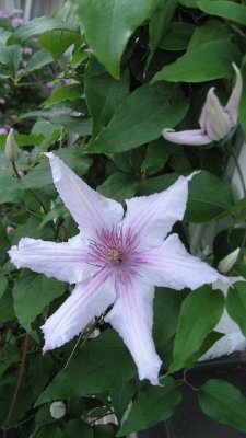 The First Clematis of This Summer!