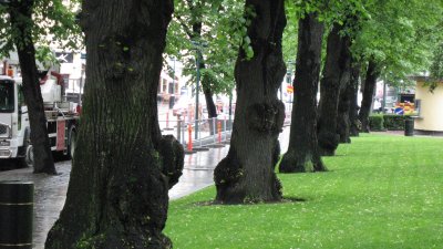 Old Trees  