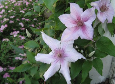Clematis - Now there are three of us!
