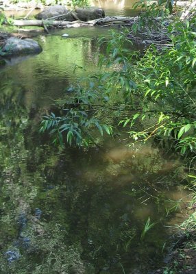 Stream and Branches