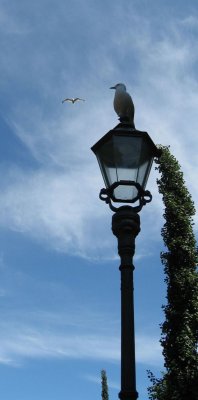 Lamppost and Birds