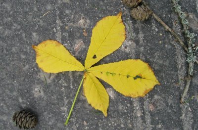 A Leave of  the Horse Chestnut
