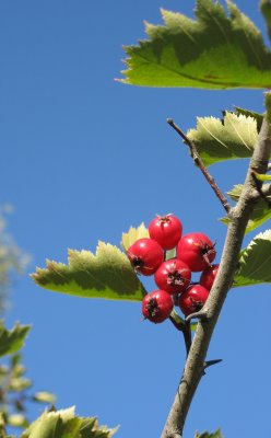 Hawthorn branch