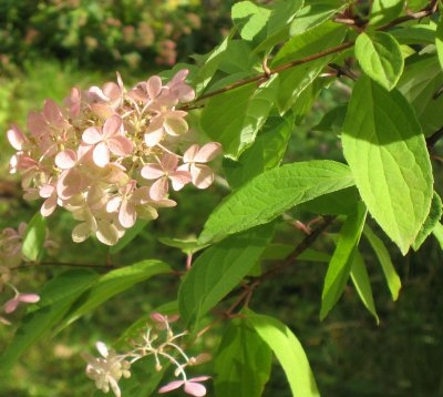 Hydrangea in Autumn Colours