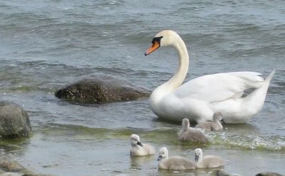 Swan with Young Ones