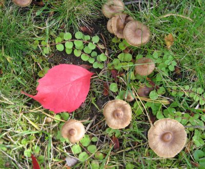 Mushrooms and the Red Leaf..