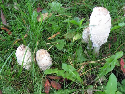 Coprinus comatus *** the Shaggy Mane