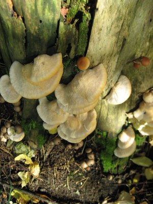 Fungi of many kinds 