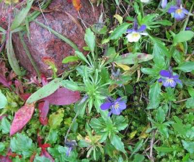 Red stone and Violets after Rain
