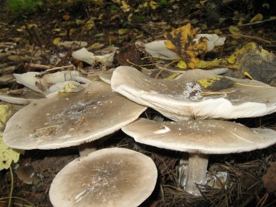Fungi time