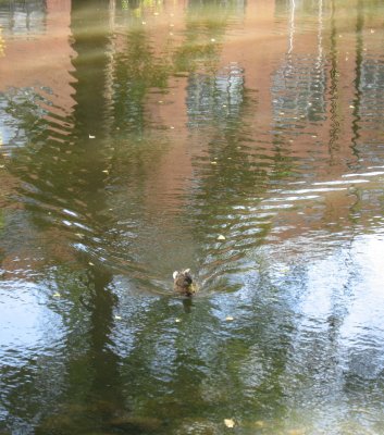 Reflections on  the River