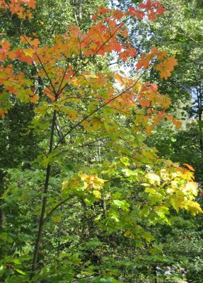  Maple with Autumn Tint..