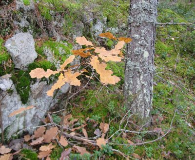 Oak Leaves in October