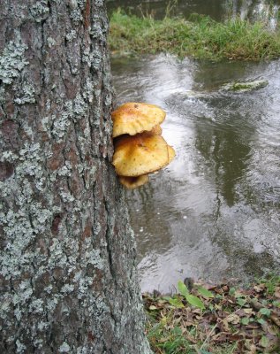 Mushrooms On The Pine Trunk..