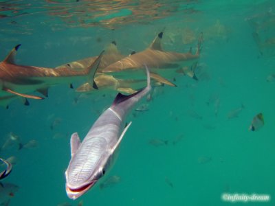 Shark feeding(2), Rangiroa