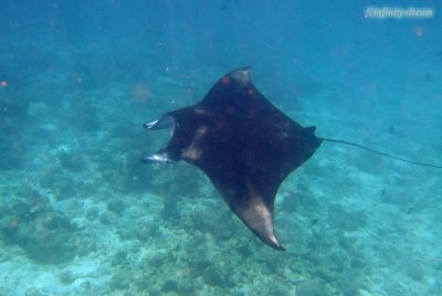 Manta ray photos