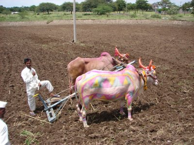 Ploughing the Field