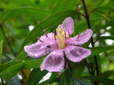 Kuching Flora & Fauna