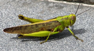 Locust Mura Tebas