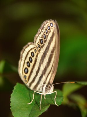 Striped Butterfly