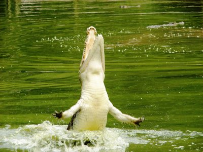 Crocodile Leaping