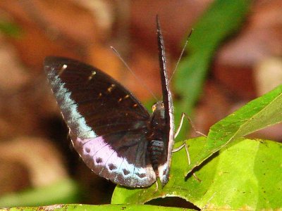 Mormon Butterfly Santobong