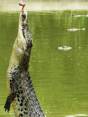 Crocodiles Of Sarawak Malaysia