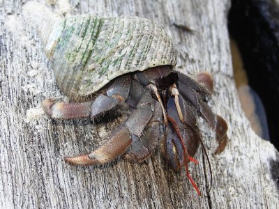 Hermit Crab On The Run
