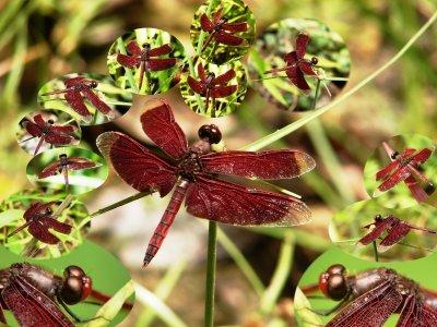 Dragon Flies