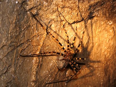 Large Cave Spider carrying eggs